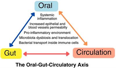 The oral-gut-circulatory axis: from homeostasis to colon cancer